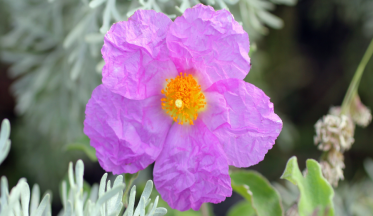 Le ciste, l'arbuste aux fleurs chiffonnées